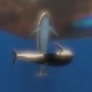 miniature pour Ecco le dauphin excité