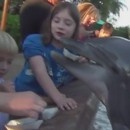miniature pour Un dauphin mord une petite fille