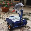 miniature pour BirdBuggy, un perroquet qui conduit