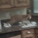 miniature pour Comment empêcher son chat de trainer dans la cuisine