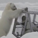 miniature pour Rencontre avec un ours polaire