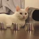 miniature pour Un chat et son premier bonneteau