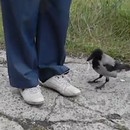 miniature pour Une corneille qui défait les lacets pour voler une poêle
