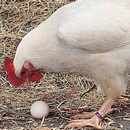 miniature pour Qui est venu le premier, l'oeuf ou la poule ?