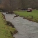 chien-saute-riviere