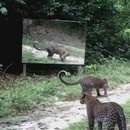 miniature pour Leopards sauvages vs Miroir en forêt
