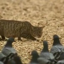 miniature pour Un chat féral qui chasse du pigeon