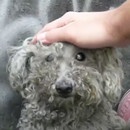 miniature pour Un chien aveugle sauvé de la rue