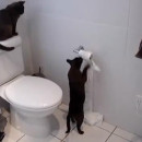 miniature pour Les chats peuvent être des connards