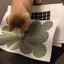 miniature pour Un chat qui voit l'illusion du serpent qui tourne