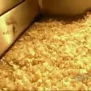 comment-sont-faites-les-chips