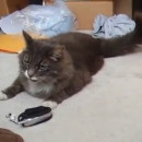 miniature pour Un chat répond à un chaton coincé dans le téléphone