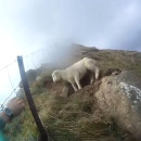 miniature pour Sauvetage d'un mouton FAIL