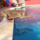 miniature pour Un chien doit récupérer son frisbee sans rentrer dans la piscine