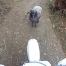 mouton-barre-route-moto