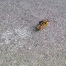 guepe-coupe-abeille-en-2