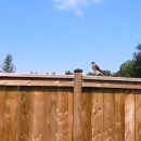 miniature pour Surprise en filmant un faucon crécerelle