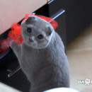 miniature pour Un chat pris la main dans le sac