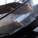 hamster-conduit-camion