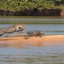 miniature pour Jaguar attaque un caiman