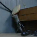 miniature pour Une souris qui ne lache pas son biscuit