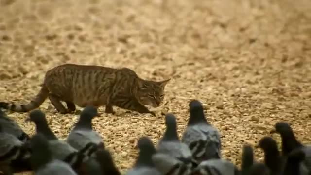 Un Chat Feral Qui Chasse Du Pigeon