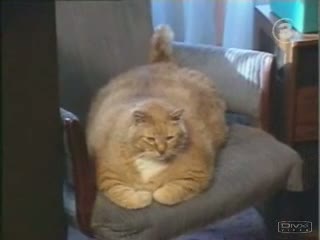 Le Plus Gros Chat Au Monde