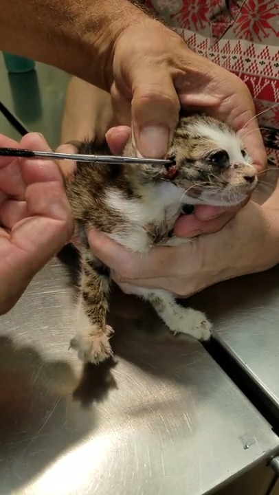 Un Chaton Se Fait Retirer Une Enorme Larve De La Tete