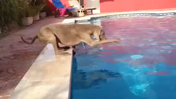 Un Chien Doit Récupérer Son Frisbee Sans Rentrer Dans La Piscine