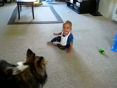 Chien Qui Fait Rire Bebe