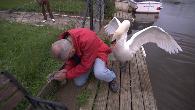 Un Homme Sauve Le Bebe D Une Cygne Pendant Qu Elle L Attaque