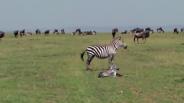 Un Lion Attrape Un Bebe Zebre A Sa Naissance