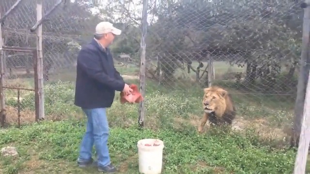 Un lion intéressé par un gros bout de viande