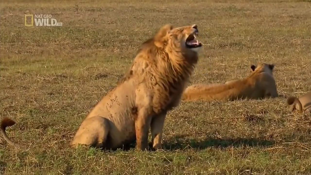 Un Lion Mort De Rire