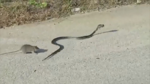 Un Rat Attaque Un Serpent Pour Sauver Son Bebe