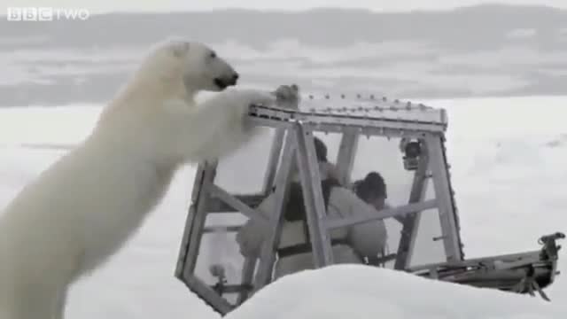 rencontre ours polaire