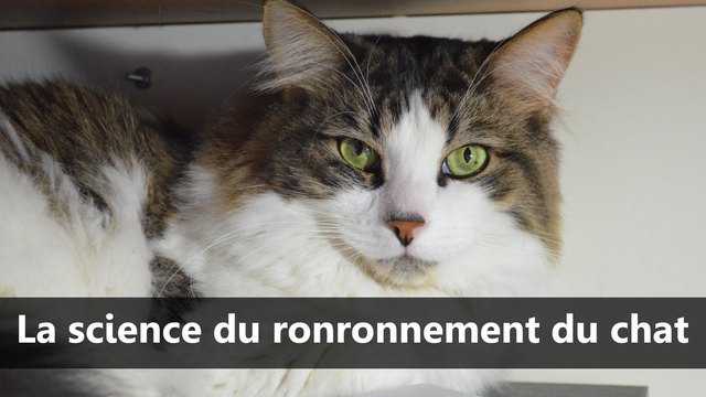 Reponse Pourquoi Le Chat Ronronne