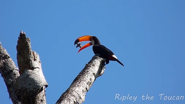 Un Toucan Avale Les Bebes D Un Nid D Oissillons