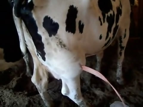 Abces Sur Une Vache