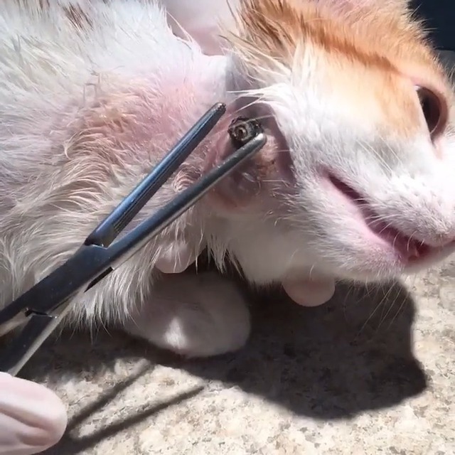 Un vétérinaire retire une grosse larve du cou d'un chat 