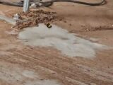 Un bourdon vole au ras du sol dans une scierie