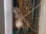 Un chat technicien fibre
