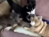 Un chien se fait péter la gueule par 3 chats en montant sur un canapé