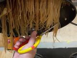Récolte de spaghettis